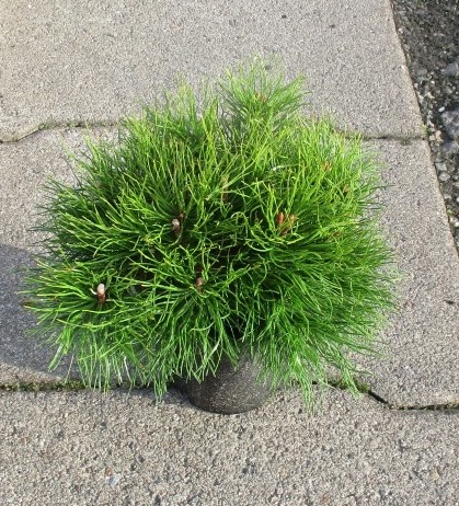 Сосна горная Мугус